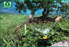 Ứng dụng của béc tưới cây phun mưa hình Fan – Antelco mang lại cho sân vườn