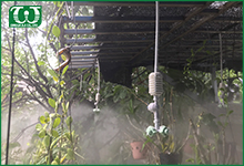 Ứng dụng của béc tưới cây phun sương Coolnet